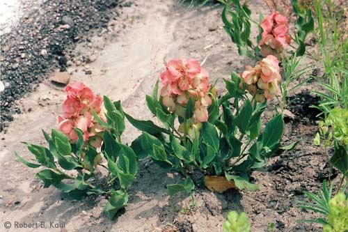 Wild-Begonia