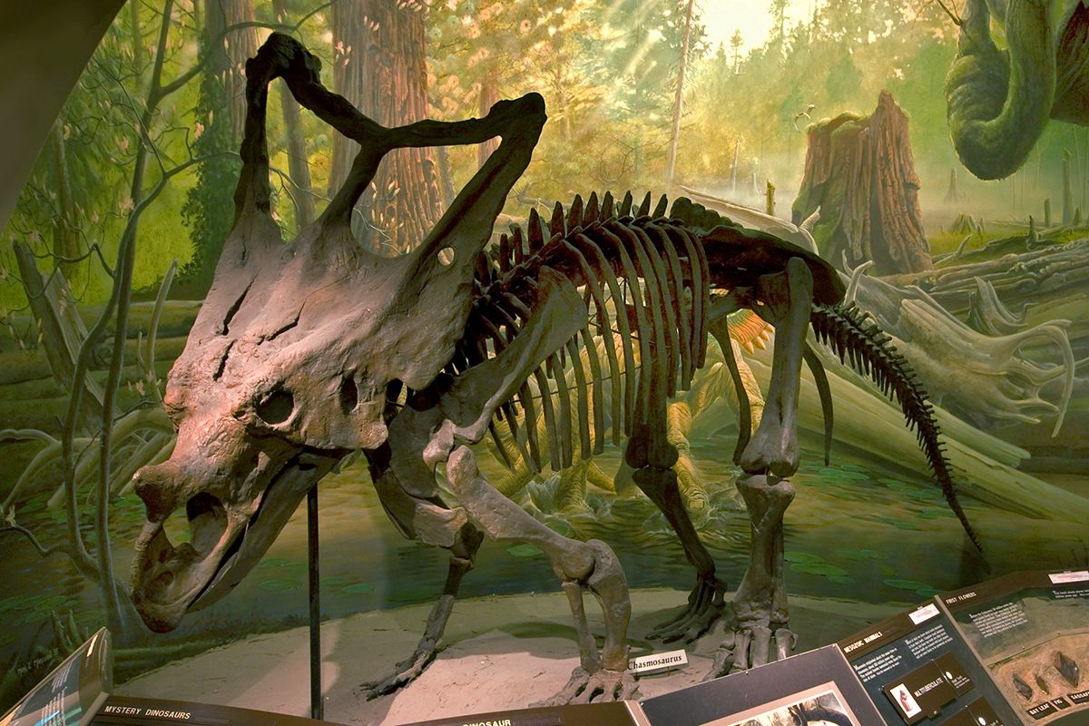 Mesozoic Gallery