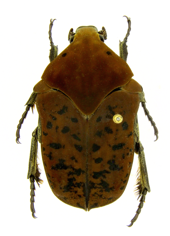 Gymnetis drogoni