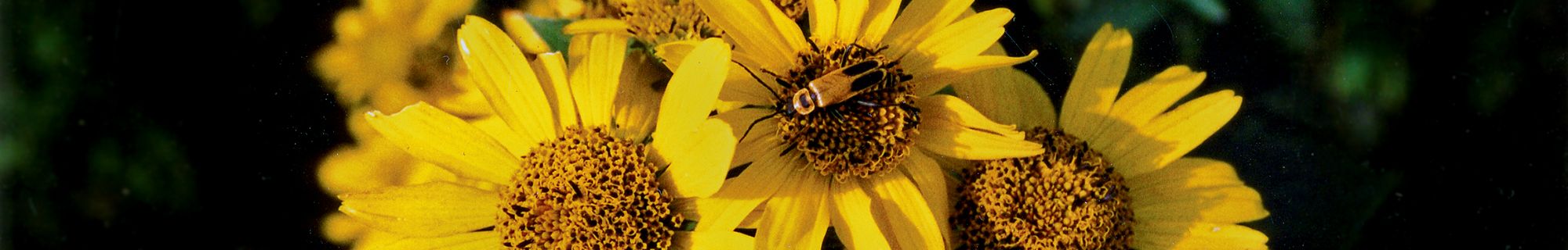 The Flora of Nebraska Kaul, Sutherland & Rolfsmeier