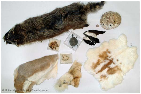 Animal Coverings Kit 2