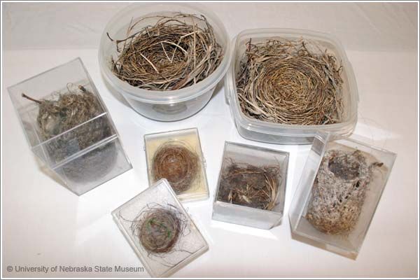 Bird Nests