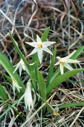 Prairie Trout Lily