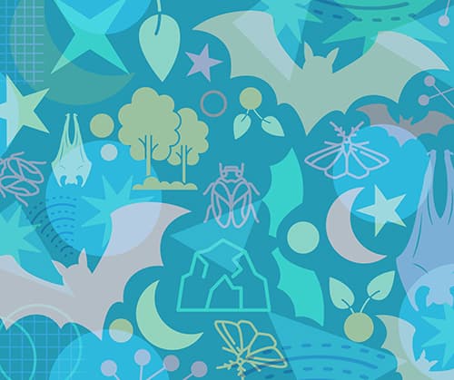 Bats, Our Nighttime Neighbors!