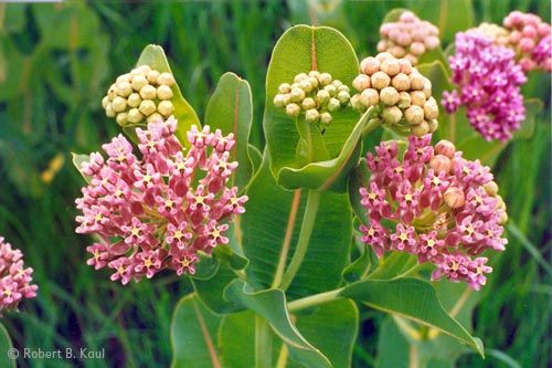 Sullivant's Milkweed