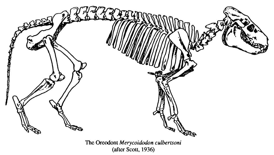 Project Oreodont: Preparing a Historic Backlog