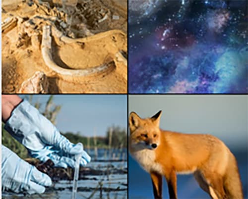 Images of mammoth boes, the cosmos, rubber gloved hands taking wetlands water sample and a red fox.