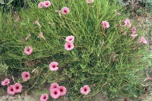 Bush Morning-Glory